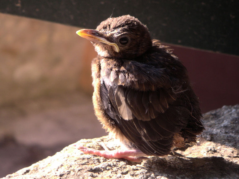 in july we rescued a baby bird that had fallen from its nest in july we rescued a baby bird that had fallen from its nest