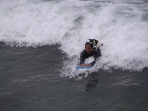 In Hawaii, Jack Russell Terriers surf.