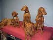 5 Vizslas